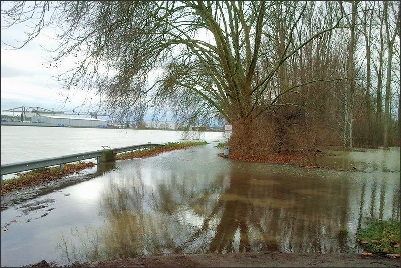 Das Hochwasser 2018 in Altrip - Aufnahme vom 7. Januar, Blick vom "Pegel" rheinaufwärts in Richtung "Klamm"