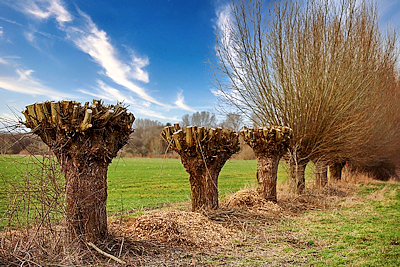 Kopfweiden an der Lippe (Foto: Sascha Grosser, 2021 | commons.wikimedia.org)