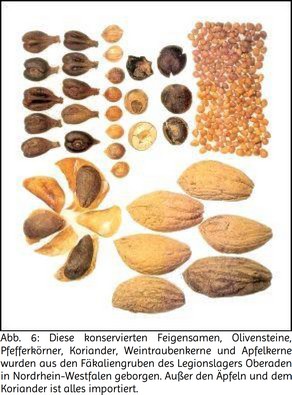 Abb. 6: Diese konservierten Feigensamen, Olivensteine, Pfefferkörner, Koriander, Weintraubenkerne und Apfelkerne wurden aus den Fäkaliengruben des Legionslagers Oberaden in Nordrhein-Westfalen geborgen. Außer den Äpfeln und dem Koriander ist alles importiert.