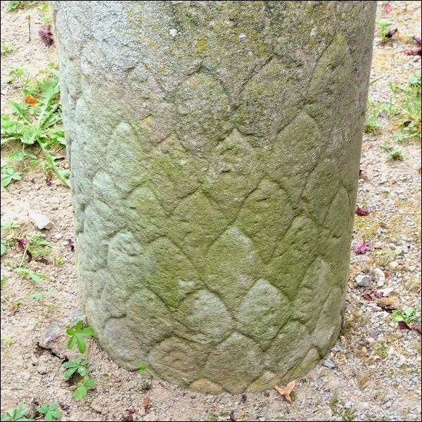 Die Schuppen auf dem Säulentorso sind deutlich zu erkennen.