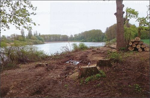 Windschneise nach der Entfernung des Gehölzes 2016.