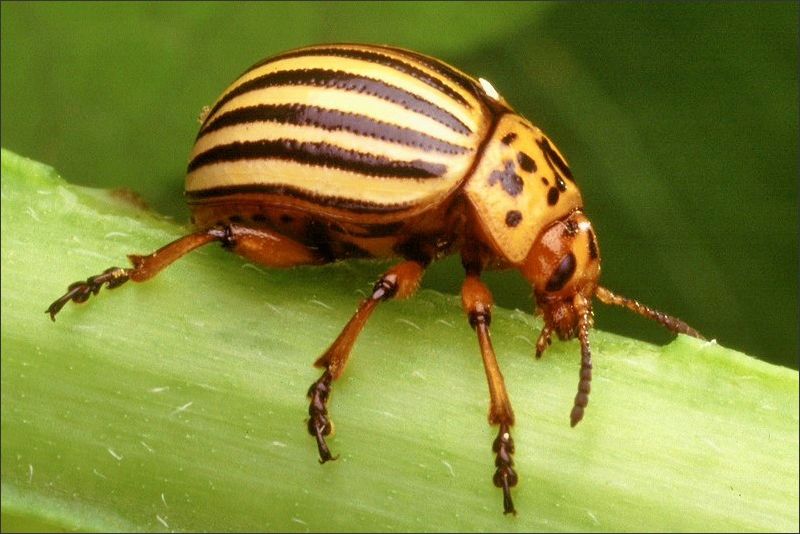 Altrip Kartoffelkaeferplage 