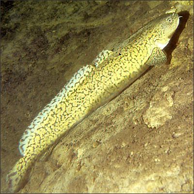 Der Fisch des Jahres 2002: Die Quappe | Foto: Achim R. Schloeffel, de.wikipedia.org