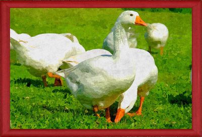 Anstellung eines Gänsehirten