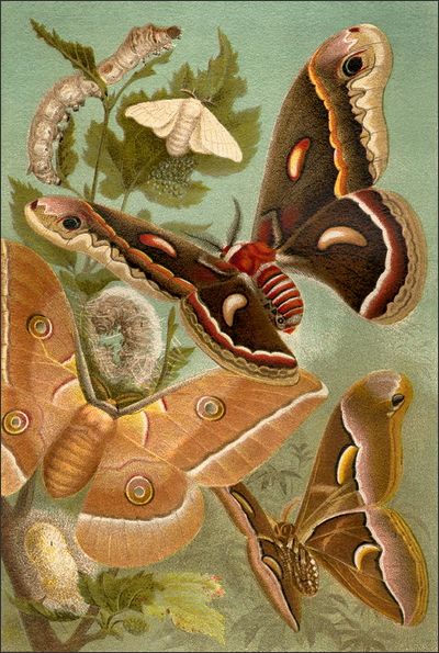 Seidenspinner (Quelle: 14. Band der 4. Auflage von Meyers Konversations-Lexikon, 1885–90)