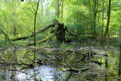 Brutstätte im Auwald © Xenia Augsten, KABS e.V.