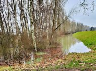 Hochwasser in Altrip am 2. Februar 2021 (Fotos: Iris Hajok)