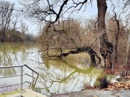 Hochwasser in Altrip am 2. Februar 2021 (Fotos: Iris Hajok) Hochwasser in Altrip am 2. Februar 2021